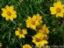 chrysanthemum yellow pigment